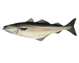 Codefish Saihte